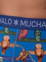 Muchachomalo Owl cobalt boxer